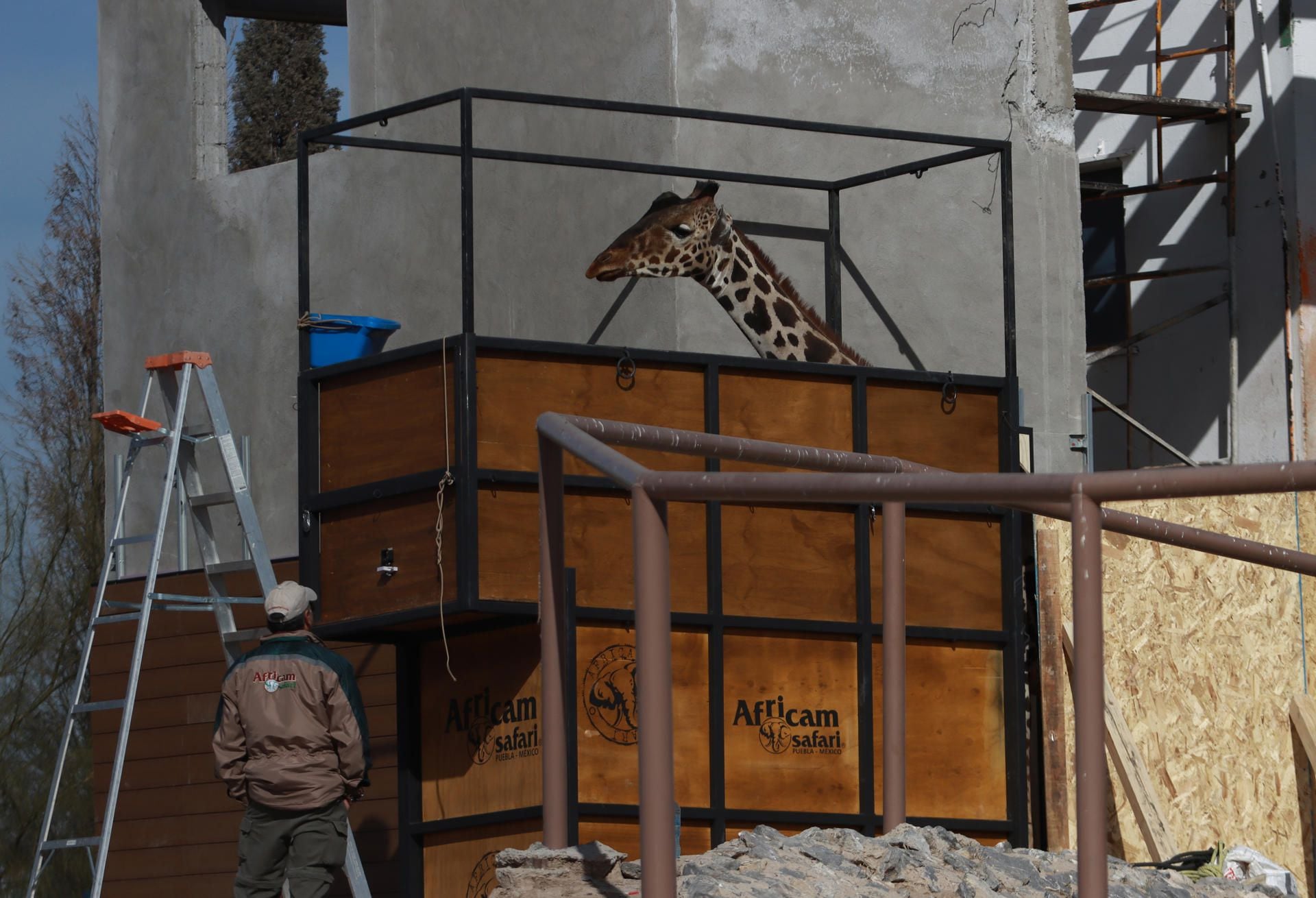 La jirafa Benito fue trasladada desde Juárez hasta el Africam Safari en Puebla. | EFE