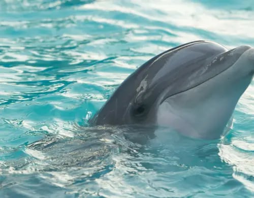 Descubren extraño delfín con pulgares en Grecia