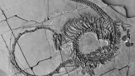 Científicos halla fósil de “dragón chino” de 240 millones de años 