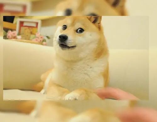 Este NFT da derechos de tener el sofá de Shiba Inu; la perrita que inspiró el meme “Doge”