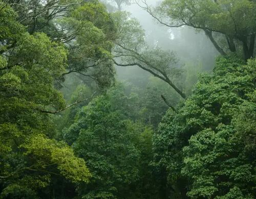 El calentamiento global amenaza con debilitar la capacidad de los bosques para combatir la contaminación