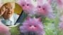 ¡Estafa gatuna! Usuarios compran “flores gato” en internet que en realidad son imágenes falsas de IA