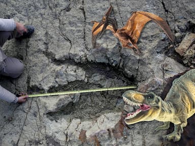 Inteligencia artificial analiza casi 2 mil huellas fósiles y logra identificar qué tipo de dinosaurio las dejó, revela estudio