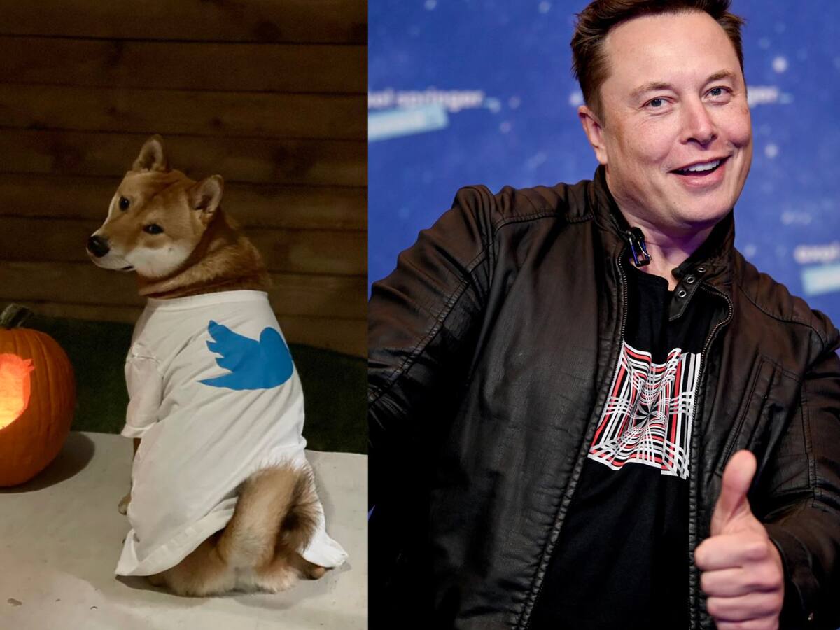 Elon Musk publica fotografía de su mascota y las criptomoneda meme Dogecoin y SHIB se disparan
