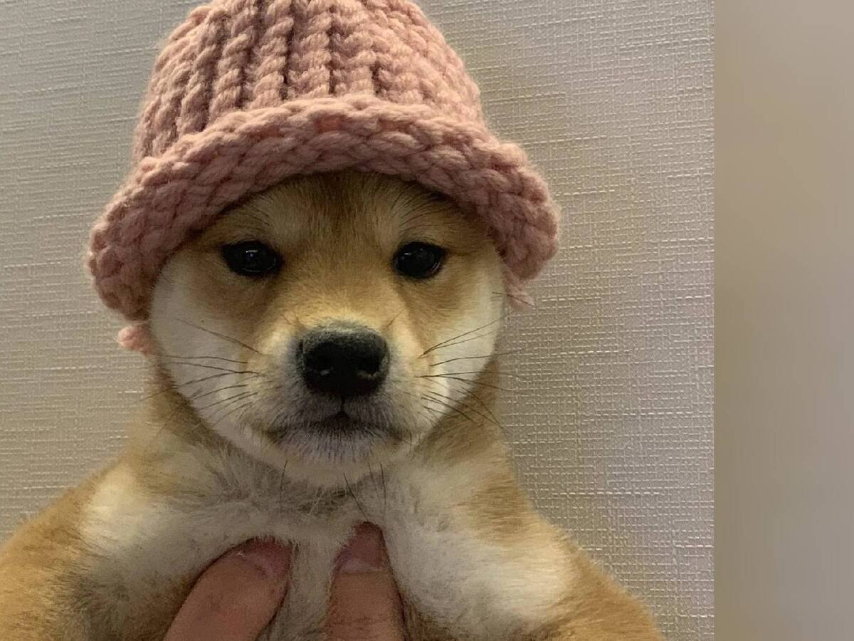 Un NFT del memecoin Dogwifhay se vendió por $4.3 millones de dólares; ¿regresará su apogeo?