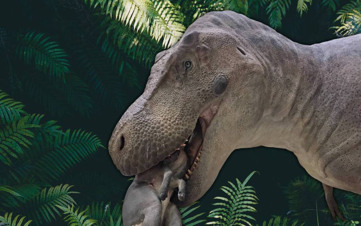 Para expertos, el modelo reconstructivo de Sue, uno de los mejores hallazgos fósiles de un T-Rex en la historia, es uno de los más precisos hasta la fecha. Fuente: Field Museum.