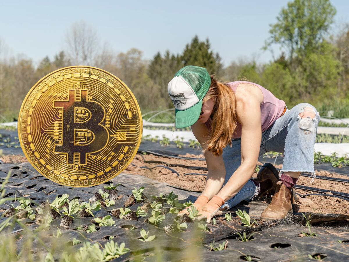 "Fallé por aceptar Bitcoin como método de pago": Granjero de cacao cuenta su caso