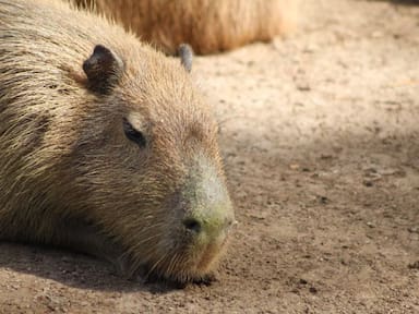 “Capibara Simulator”: el videojuego en Steam donde puedes relajarte siendo un capibara