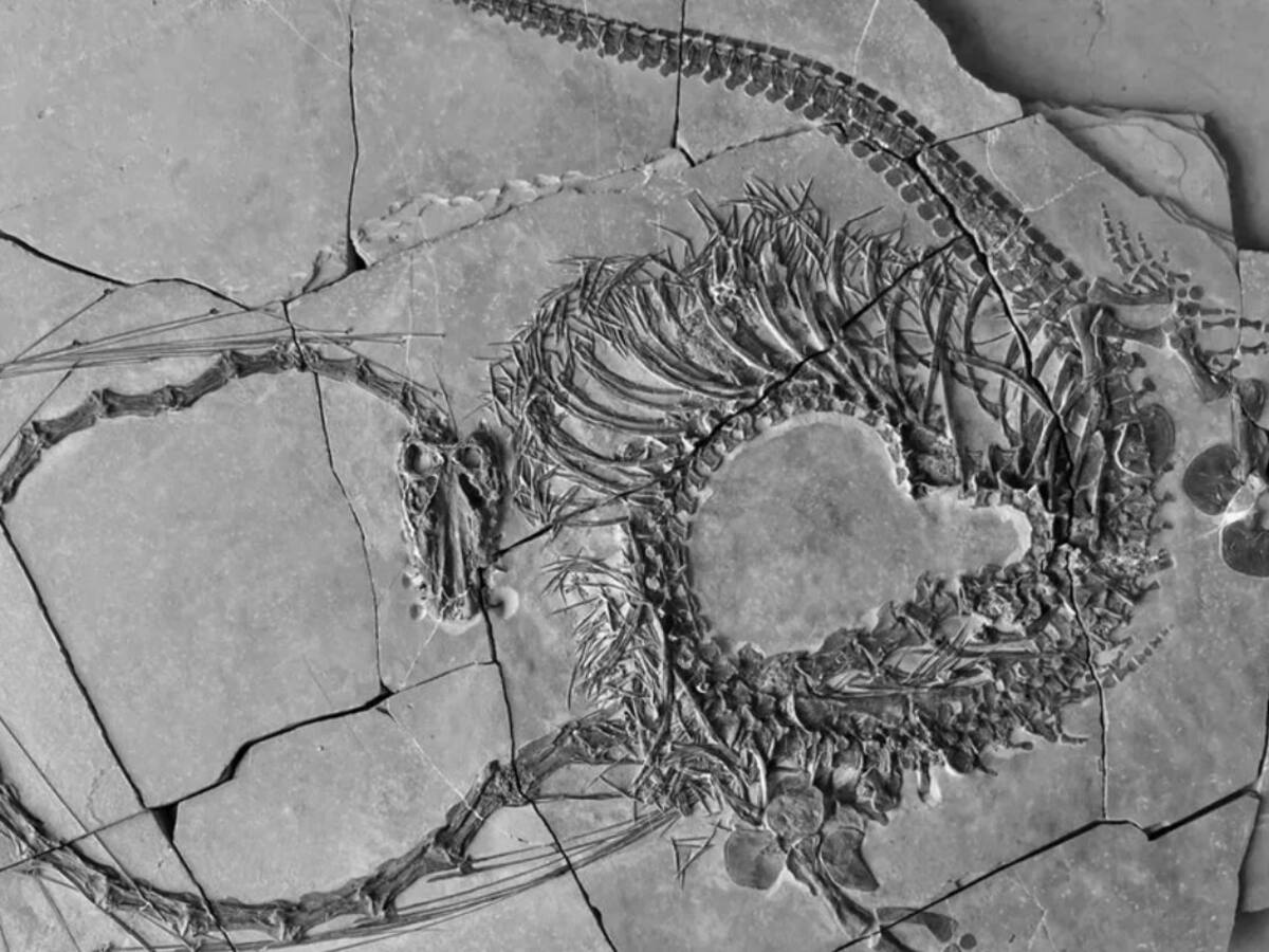 Científicos halla fósil de “dragón chino” de 240 millones de años