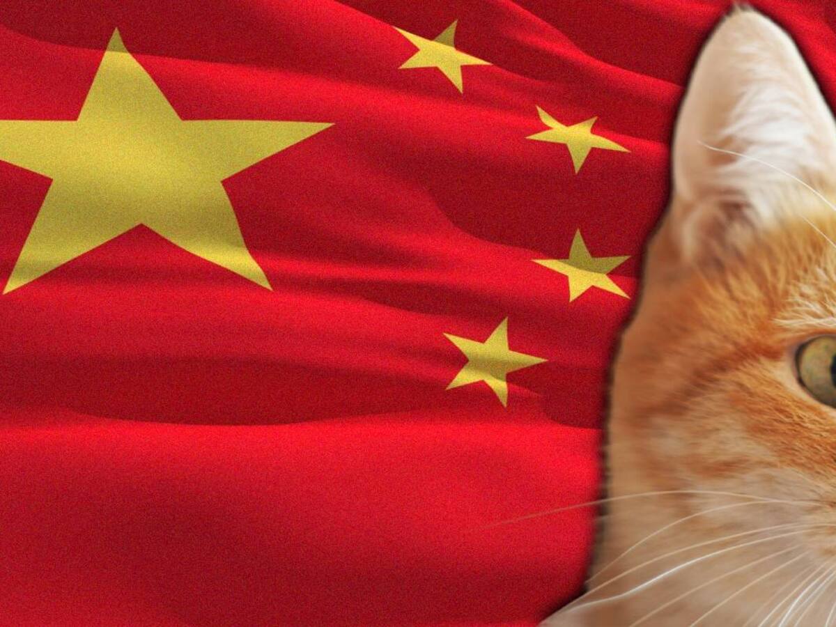 Así fue el primer nacimiento de un gato clonado con tecnología de China