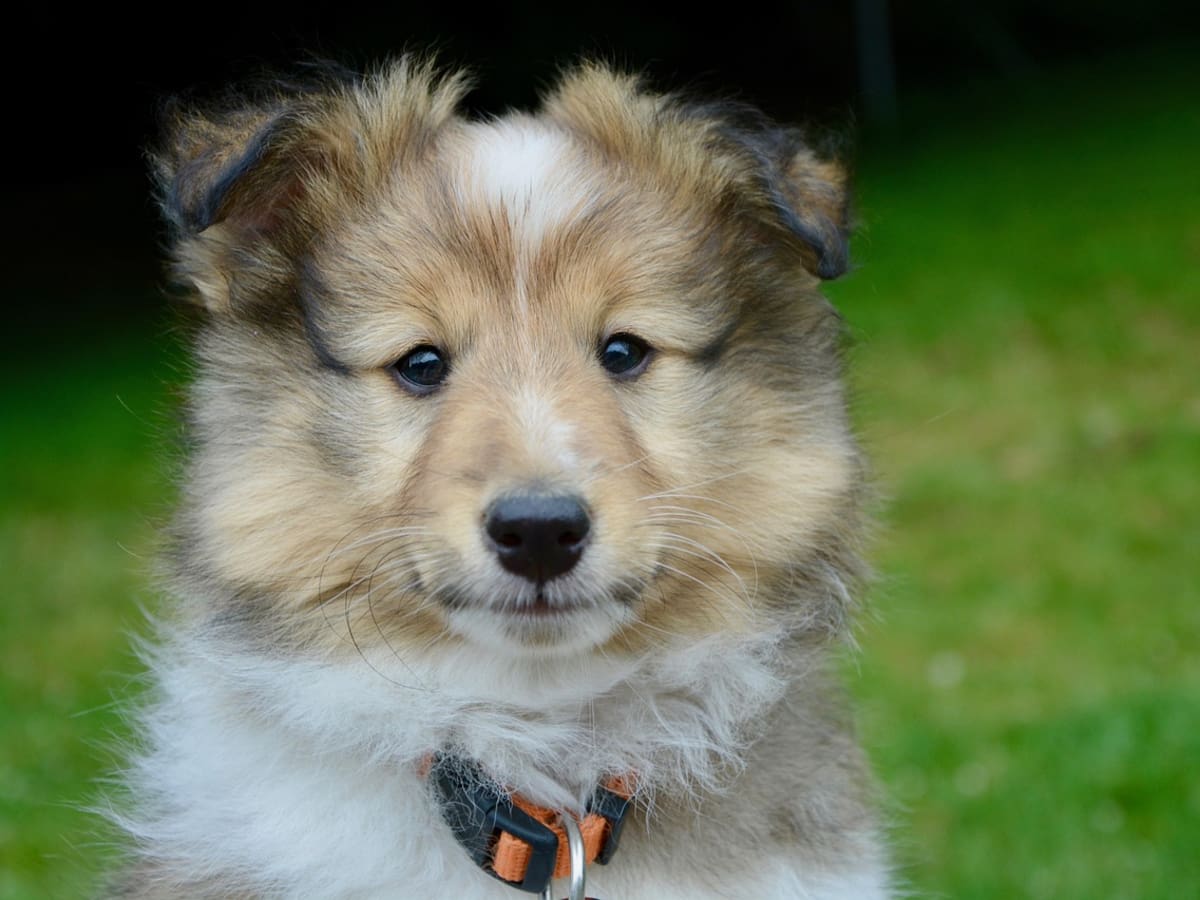 Un estudio de la Universidad de Kioto muestra que los perros identifican a personas capaces