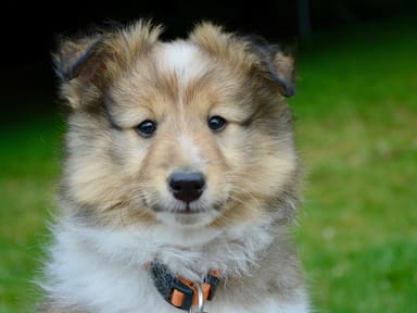 Un estudio de la Universidad de Kioto muestra que los perros identifican a personas capaces