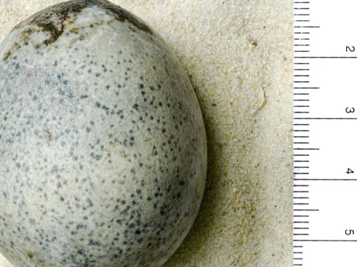 Hallan huevo de Roma antigua que aún conserva yema y clara