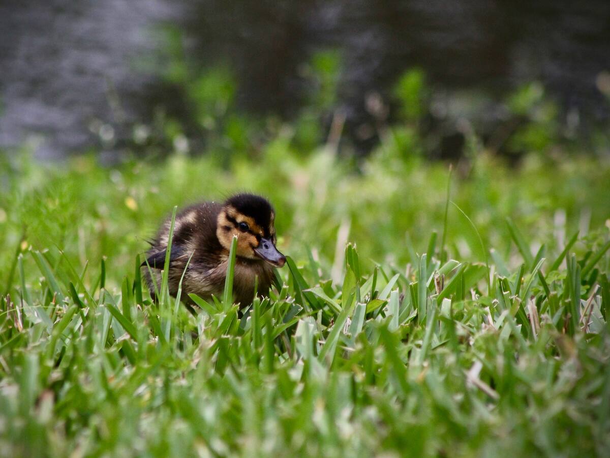 NFT y Play to earn, los patitos feos de los videojuegos