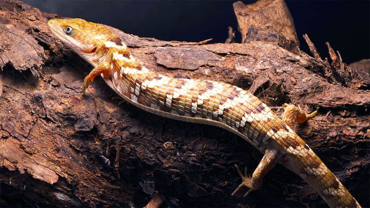 Se alimenta de insectos y llega a medir hasta medio metro de la cabeza a la cola. (Gaceta UNAM)