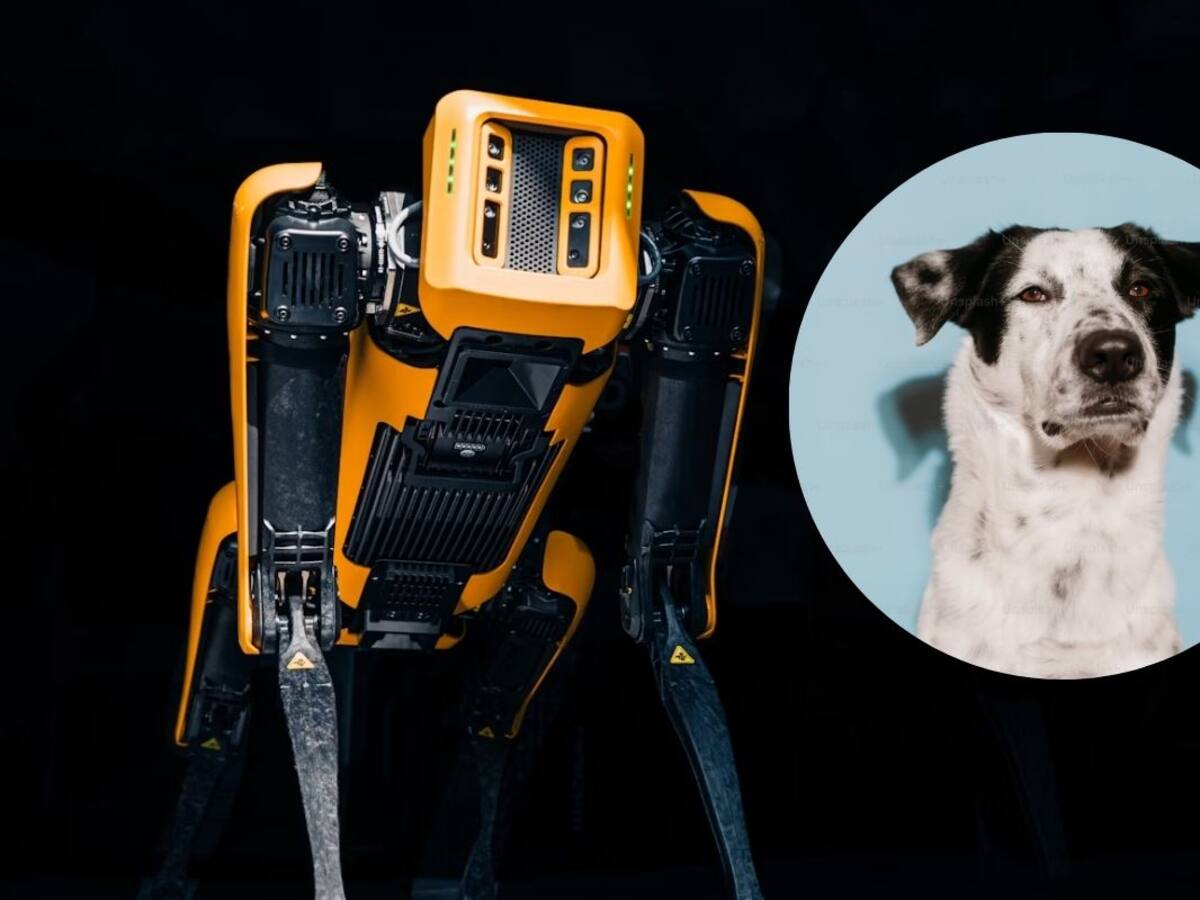 Contratan perro robot para espantar animales en Alaska