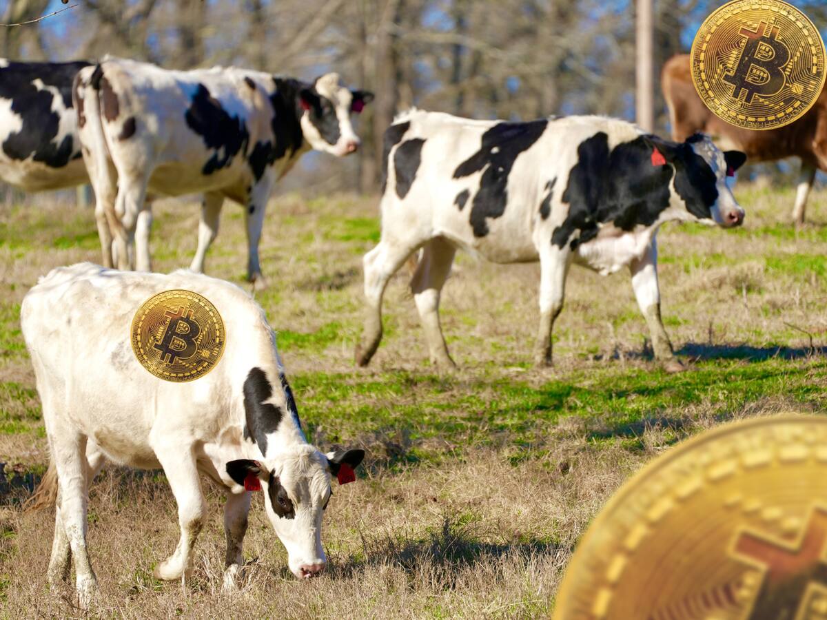 CryptoGranjas: Compañía utiliza el excremento de animales para minar Bitcoin