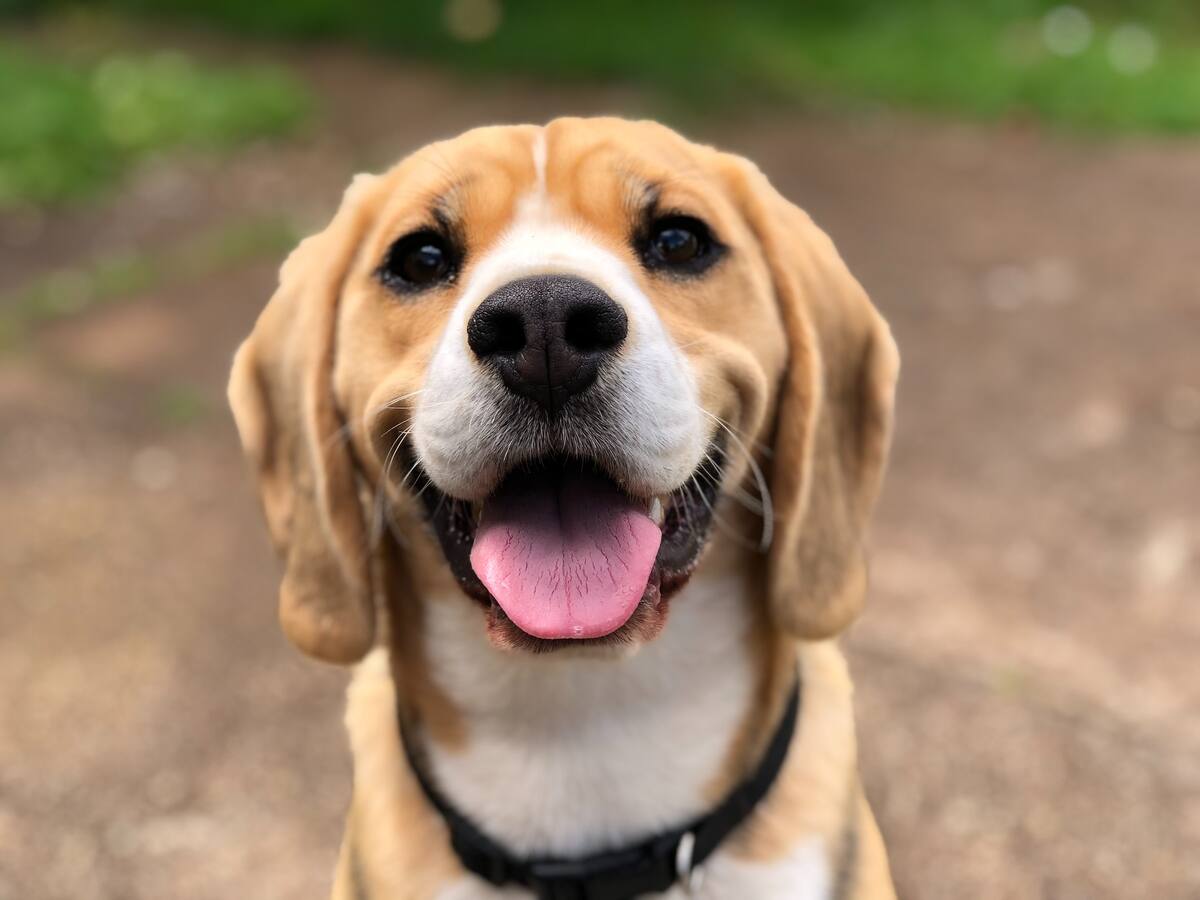 Inteligencia artificial no es más lista que un perro, asegura empleado de Meta
