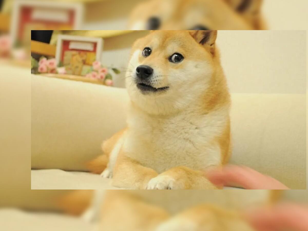Este NFT da derechos de tener el sofá de Shiba Inu; la perrita que inspiró el meme “Doge”
