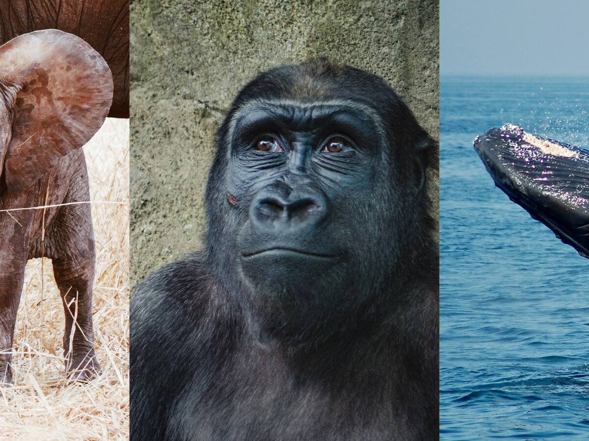 ¿Cuál es el animal más inteligente del mundo? Esto dice la inteligencia artificial