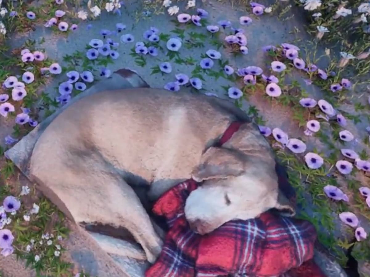 Gamer usó Realidad Virtual para “reencontrarse” con su perro fallecido y sacudió el corazón de miles