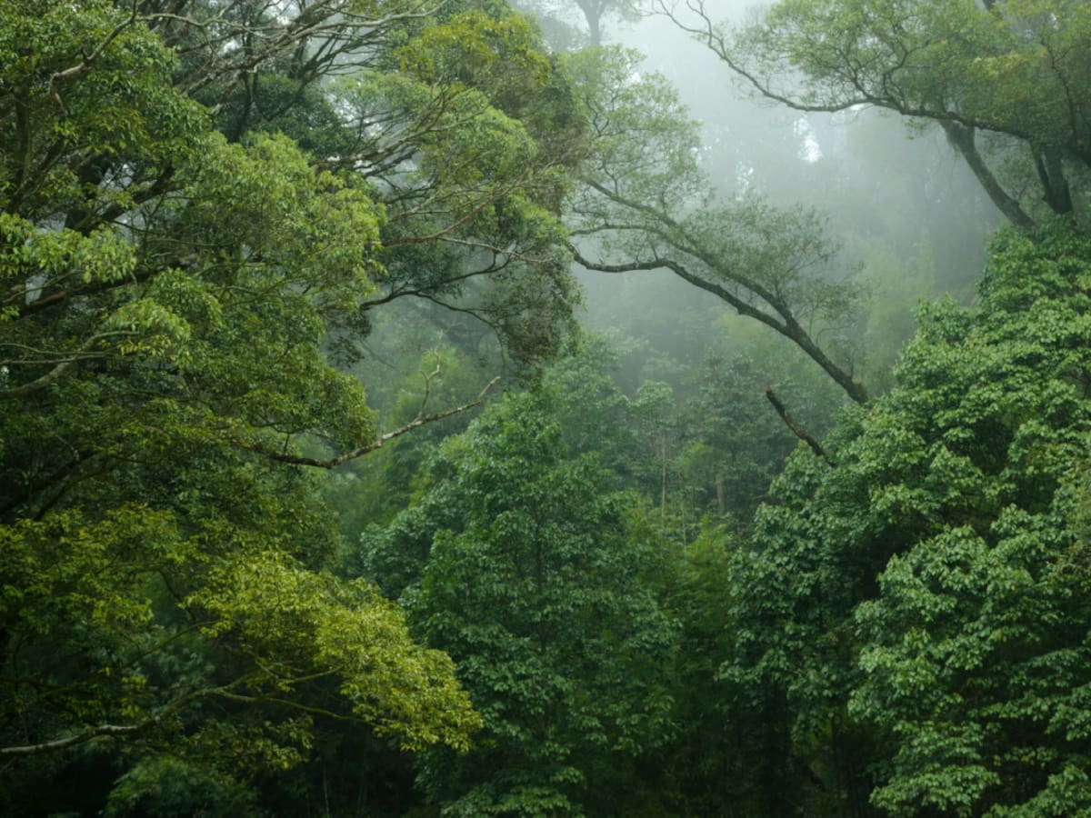 El calentamiento global amenaza con debilitar la capacidad de los bosques para combatir la contaminación