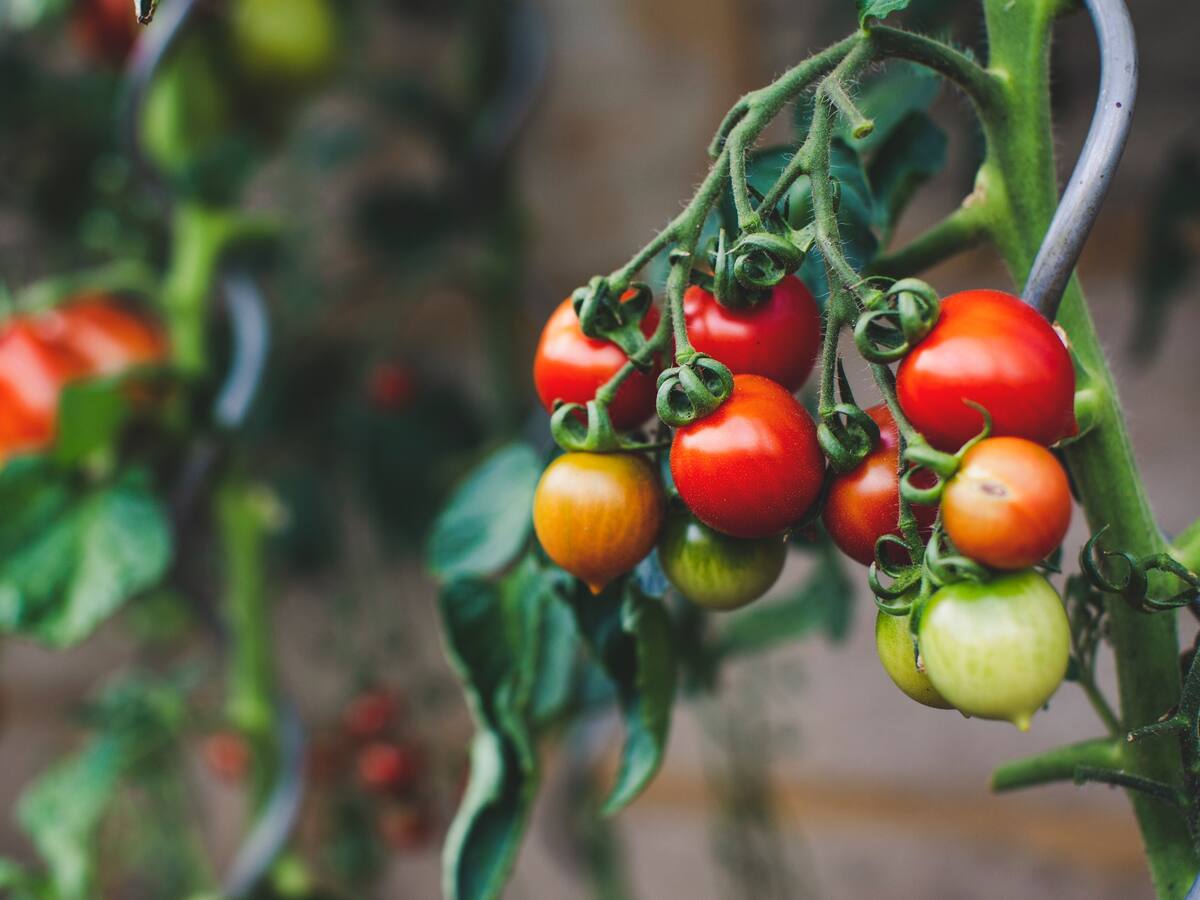 Inteligencia artificial es usada para cosechar tomates