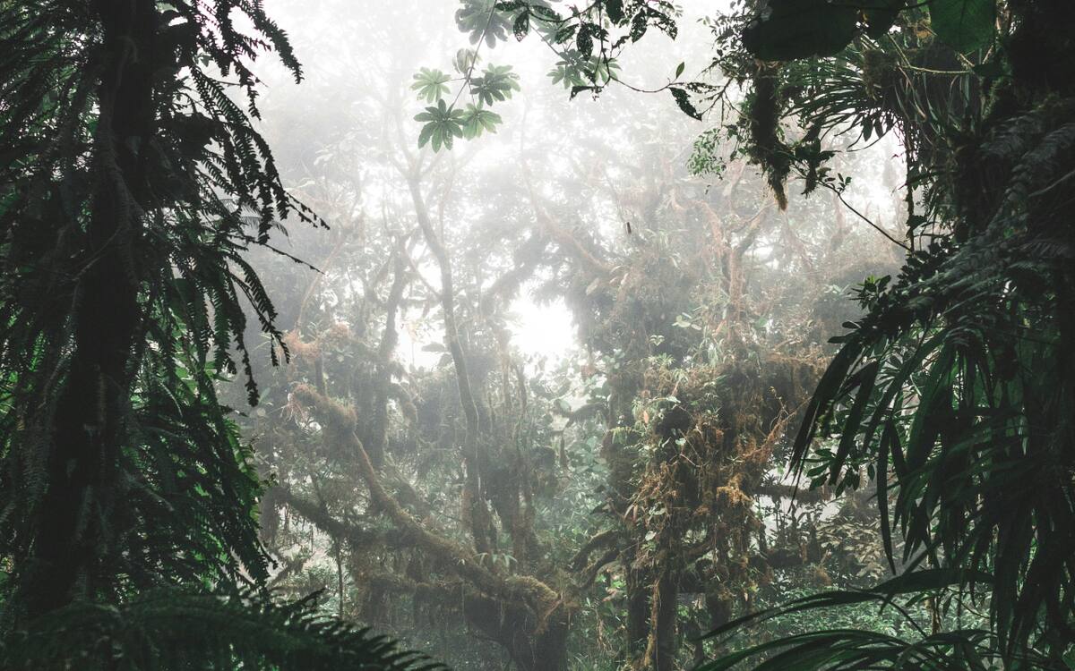 Los bosques, fundamentales para combatir el cambio climático, podrían estar perdiendo su capacidad para capturar carbono debido al calentamiento global, según un estudio del Instituto Indio de Tecnología, Bombay.