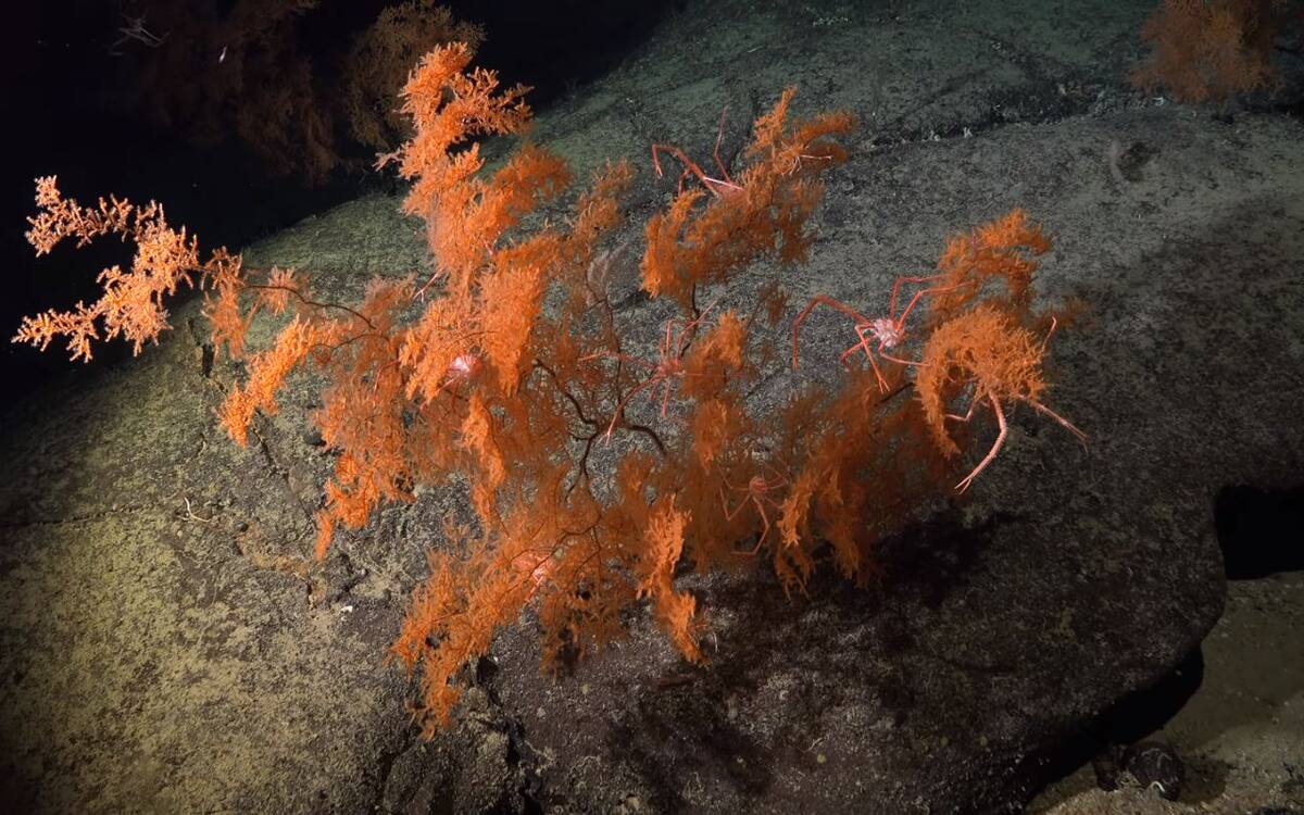 El uso de tecnología avanzada permitió explorar hábitats submarinos poco estudiados y descubrir más de 100 posibles nuevas especies marinas.