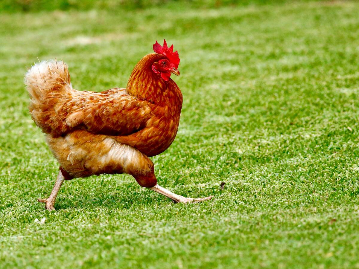 ¿Fue primero el huevo o la gallina? La respuesta la tiene la inteligencia artificial