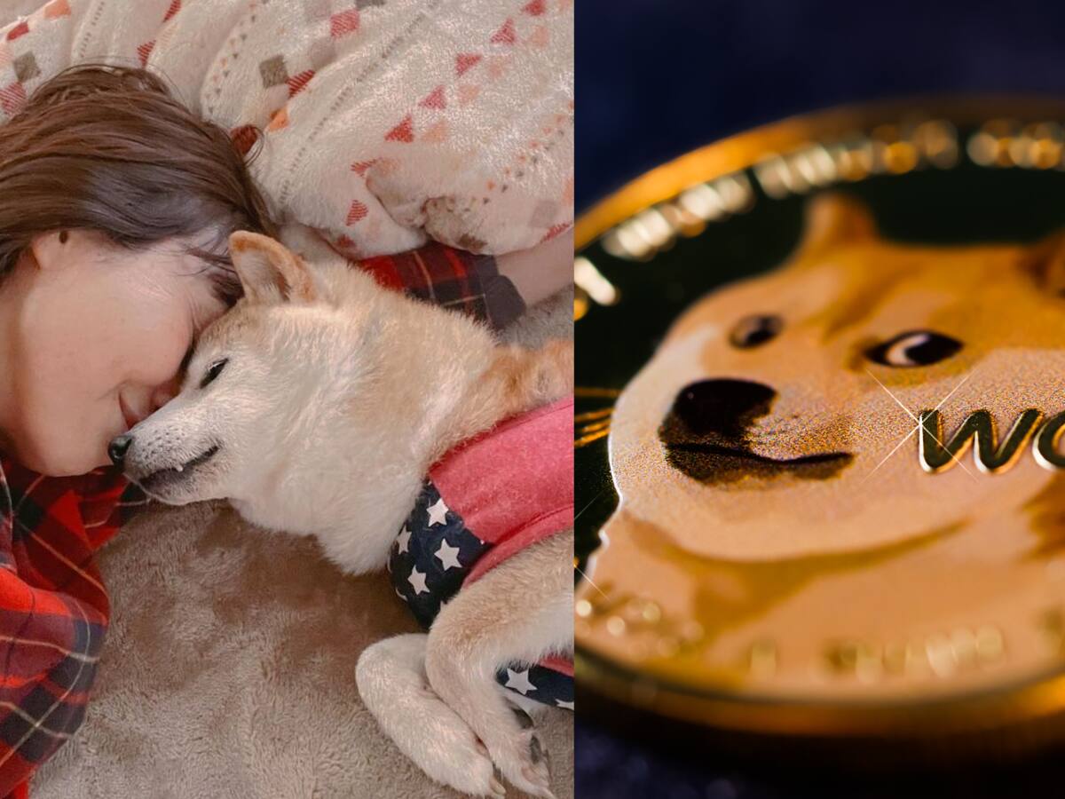 Kobosu, la perrita que inspiró a la creación de Dogecoin, está delicada de salud