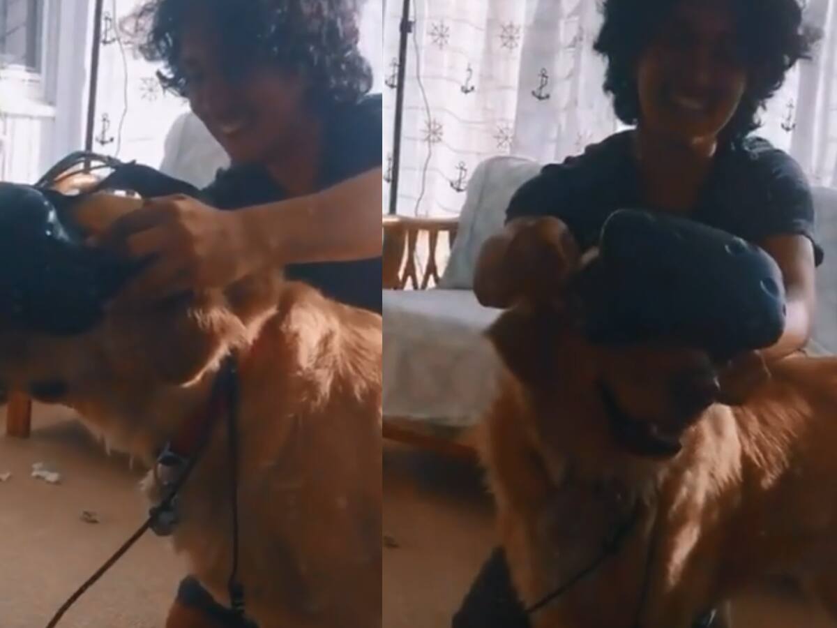 "Se ve feliz": Perro prueba la realidad virtual por primera vez y sorprende a la comunidad